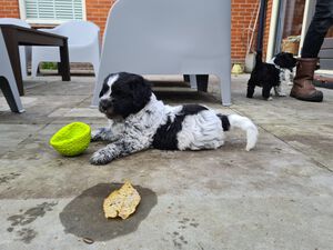 Schapendoes L-nest van de Roeskebeer